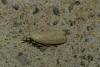 Ematheudes punctella